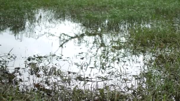 Regenseizoen in Thailand, een moeras in de groene jungle — Stockvideo