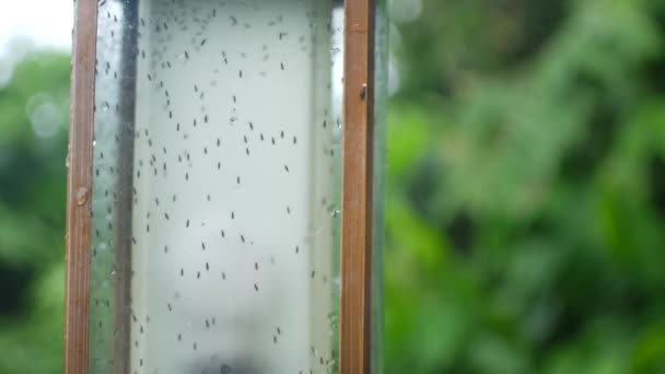 Πολλά κουνούπια κάτω από γυαλί. Λάμπα του δρόμου στις τροπικές περιοχές — Αρχείο Βίντεο