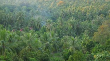 Adanın yüksek bir noktadan manzarası. Palmiyeler ve diğer tropik ağaçlar