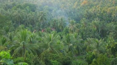 Adanın yüksek bir noktadan manzarası. Palmiyeler ve diğer tropik ağaçlar.