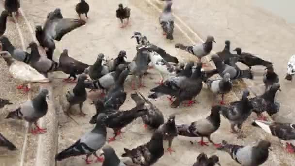 人行道上的一群鸽子 — 图库视频影像