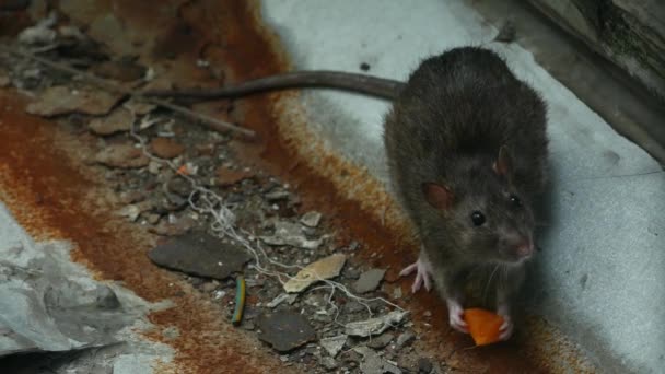Een Rat Stad Kruipt Uit Een Gat Pakt Eten — Stockvideo