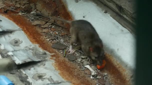 Rat City Crawls Out Hole Grabs Food — Stock Video
