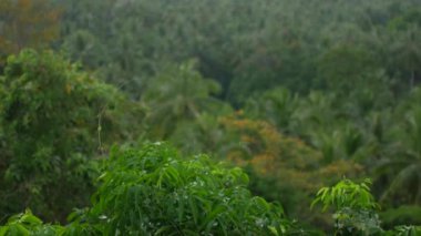 Adanın yüksek bir noktadan manzarası. Palmiyeler ve diğer tropik ağaçlar.