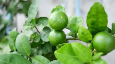 Kireç, yaprak ve meyveler kapanıyor.