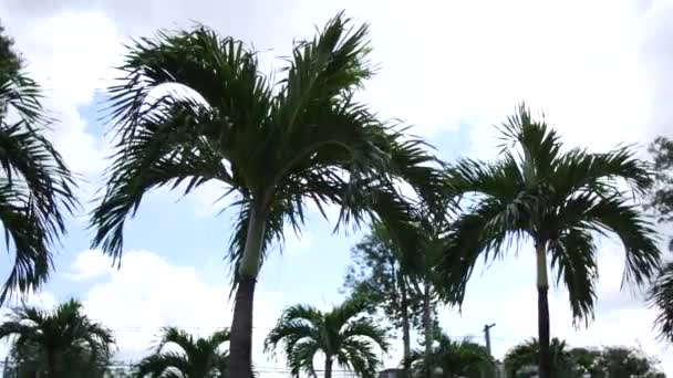 Palmy Tle Nieba Tajlandii — Wideo stockowe