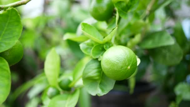 Lime Bush Leaves Fruit Close — 图库视频影像