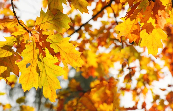 Herbstblätter — Stockfoto