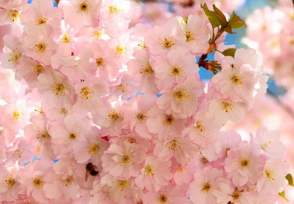 En gren av ett körsbär. våren landskap — Stockfoto