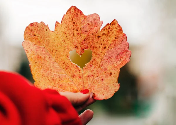 Herbstblatt Der Hand Einer Frau lizenzfreie Stockbilder