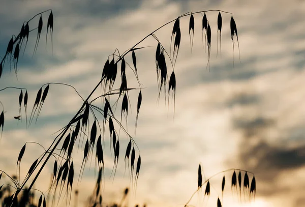 Silhouettes Dry Plants Selective Focus Imagen de stock