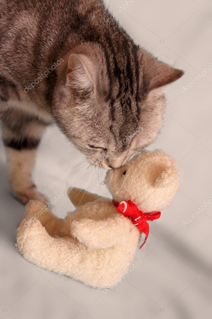 cat with teddy bear