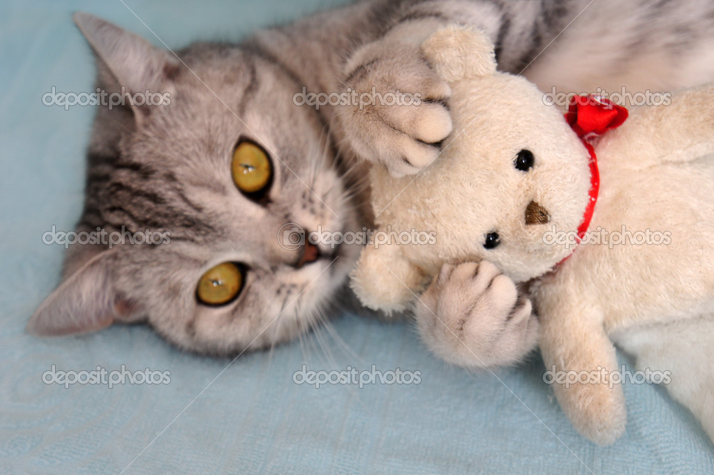 cat with teddy bear