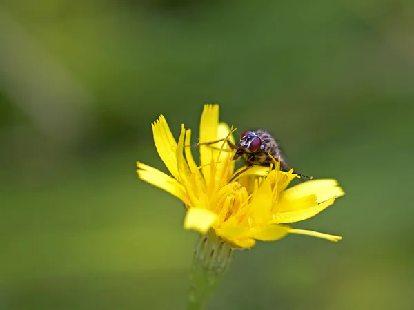 Fly on Dandelion — Stock Photo, Image