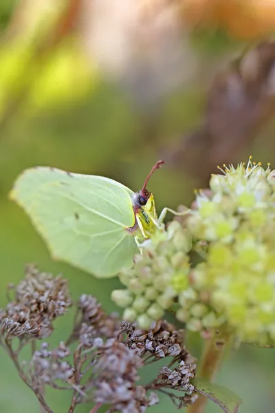 Brimstone común — Foto de Stock