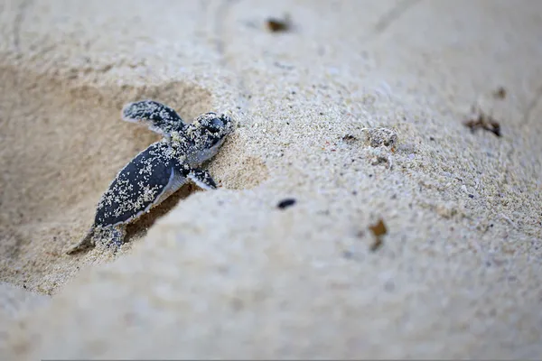 Éclosion de tortues marines vertes — Photo