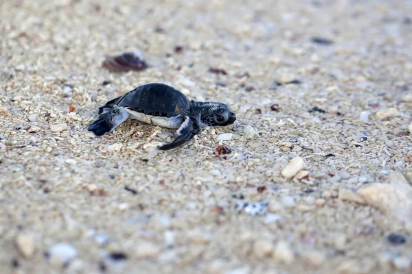 Lattuggine tartaruga marina verde — Foto Stock