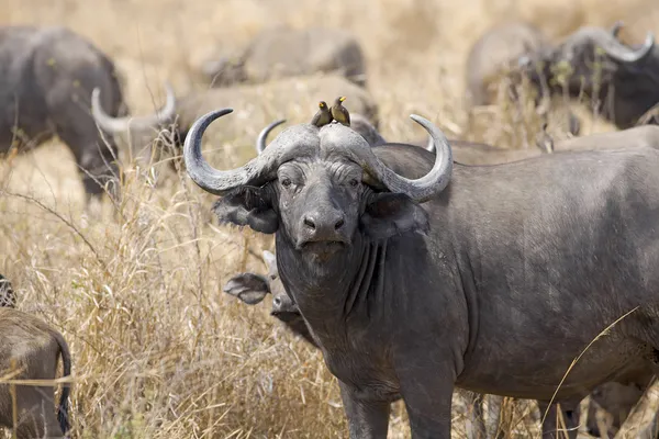 Búfalo africano selvagem — Fotografia de Stock