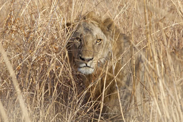 Wild lion — Stock Photo, Image