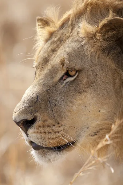 Leul sălbatic — Fotografie, imagine de stoc