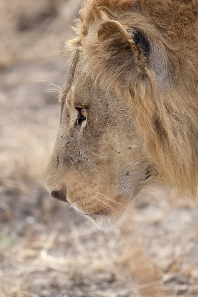 Wild lion — Stock Photo, Image