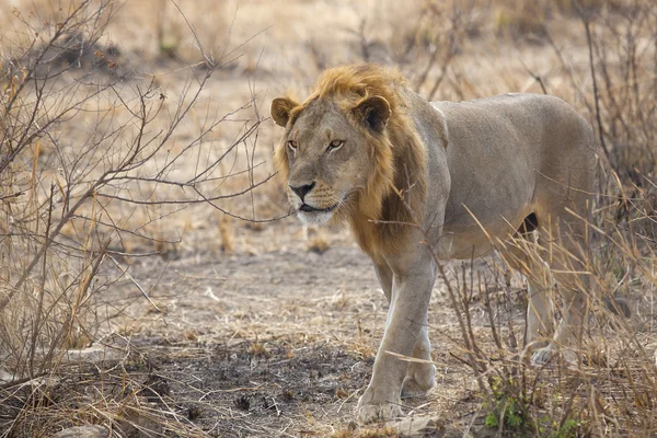 Wild lion — Stock Photo, Image