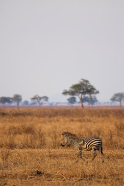afrika zebra
