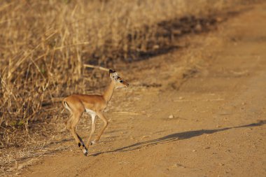 vahşi Impala