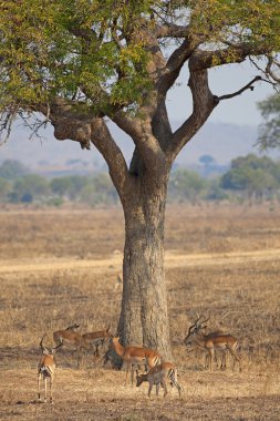 vahşi Impala