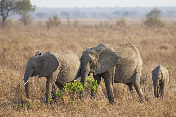 Gajah Liar — Stok Foto