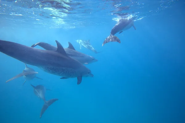 Delfines salvajes —  Fotos de Stock