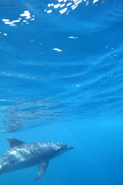 Delfini selvatici — Foto Stock