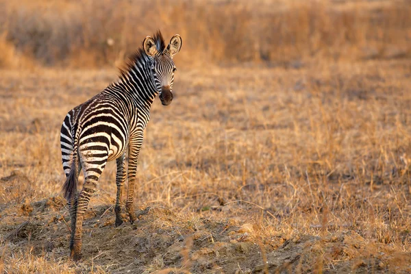 African Zebra — Stock Photo, Image