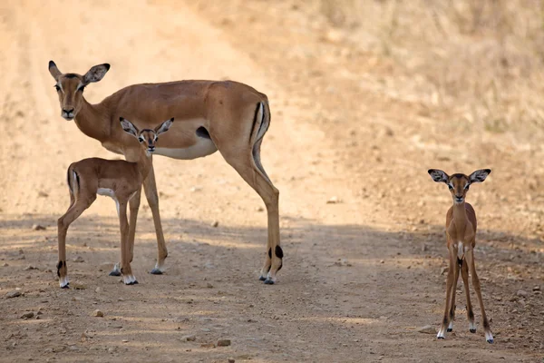Άγρια impala — Φωτογραφία Αρχείου