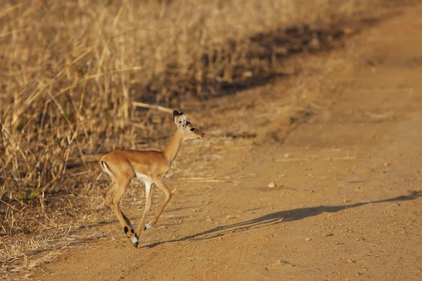 Дикі impala — стокове фото