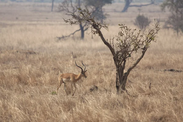 Vilda impala — Stockfoto