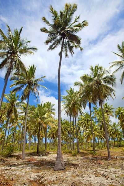 Isla de la Mafia — Foto de Stock