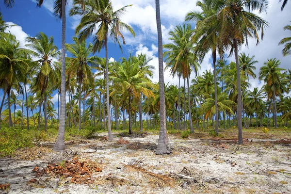 Isla de la Mafia — Foto de Stock