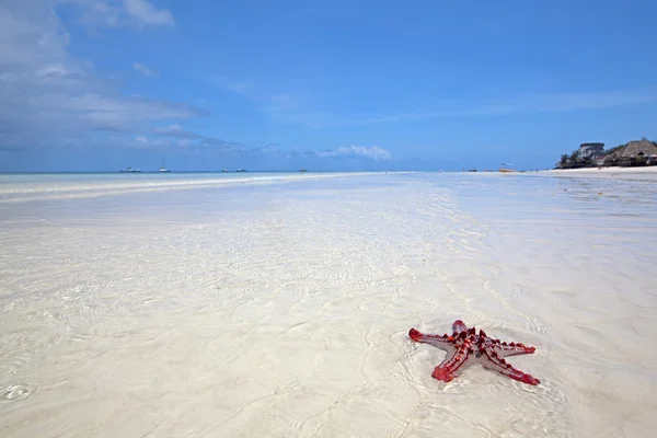 Zanzibar beach — Stock fotografie