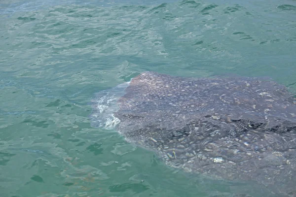 Whale Shark — Stock Photo, Image