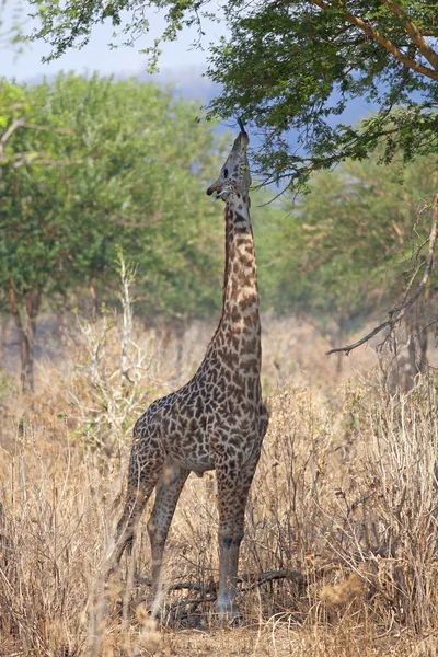 Wilde Giraffe — Stockfoto