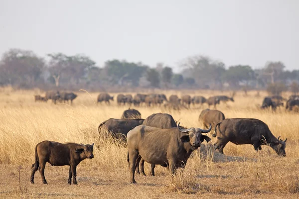 Búfalo salvaje africano — Foto de Stock
