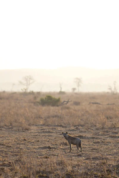 Hyena's in de sunrise — Stockfoto