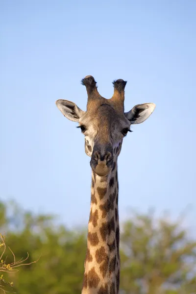 Girafa selvagem — Fotografia de Stock