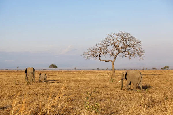 Elefante selvagem — Fotografia de Stock