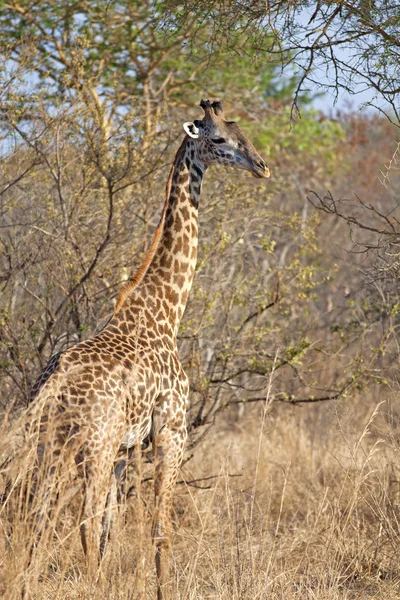 Wilde Giraffe — Stockfoto