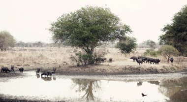 Wild African Buffalo clipart