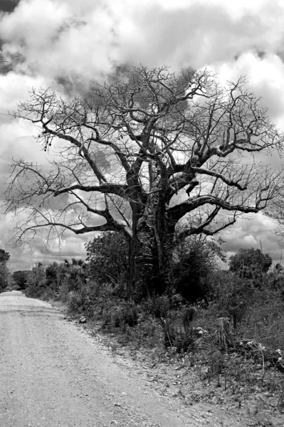 Baobab ağacı