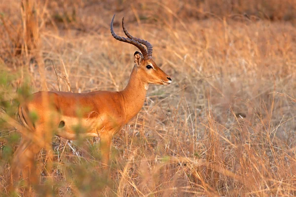 Дикі impala — стокове фото
