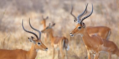 vahşi Impala